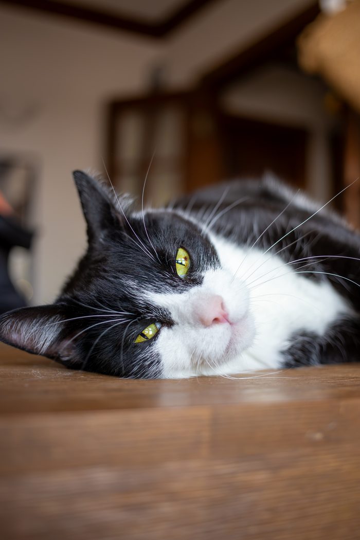 Chomps & Iggy — pet photography by Adrian Luis Perez, Chicago