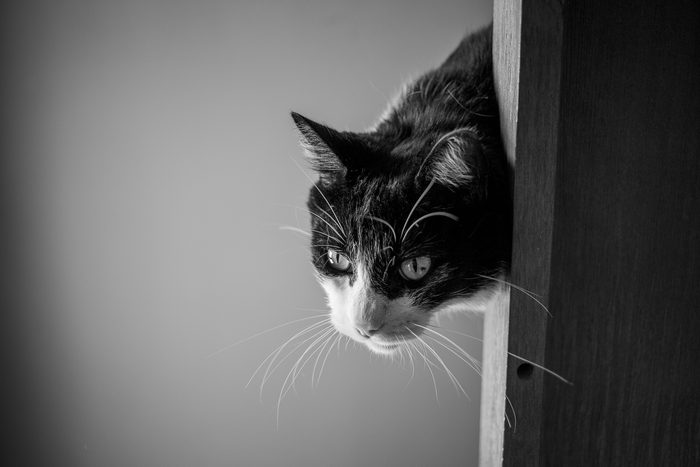 Chomps & Iggy — pet photography by Adrian Luis Perez, Chicago