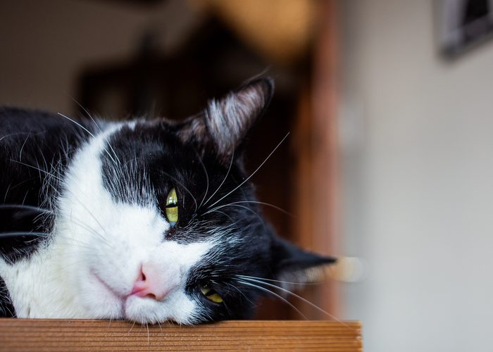 Chomps & Iggy — pet photography by Adrian Luis Perez, Chicago
