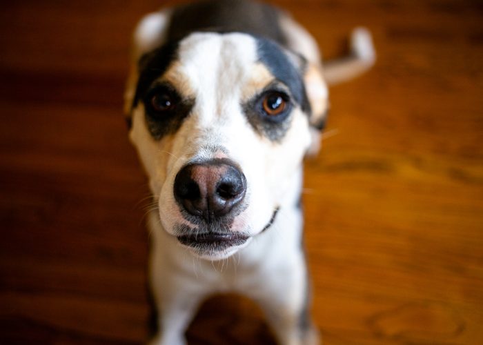 Chomps & Iggy — pet photography by Adrian Luis Perez, Chicago