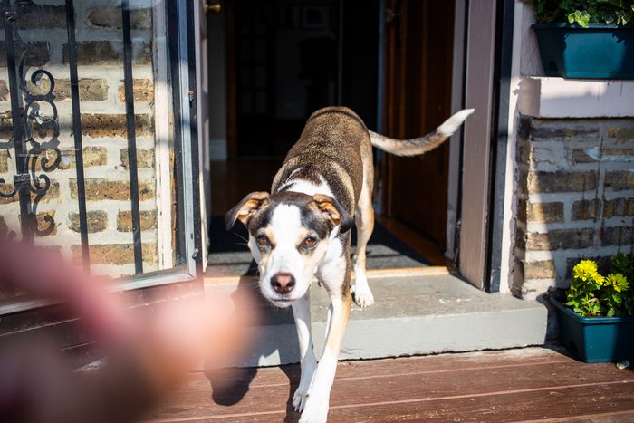 Chomps & Iggy — pet photography by Adrian Luis Perez, Chicago
