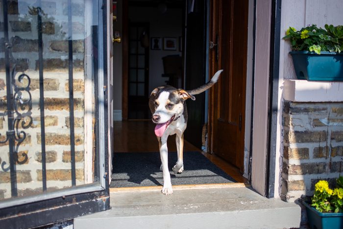 Chomps & Iggy — pet photography by Adrian Luis Perez, Chicago