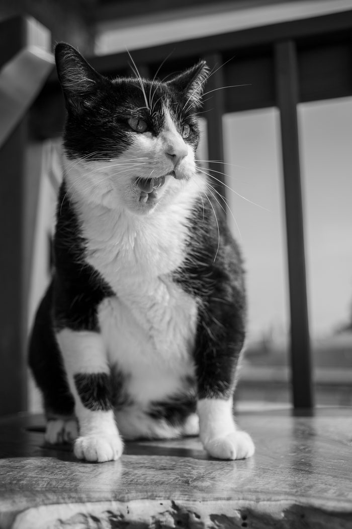 Chomps & Iggy — pet photography by Adrian Luis Perez, Chicago
