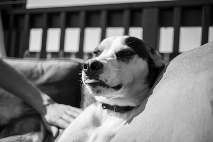 Chomps & Iggy — pet photography by Adrian Luis Perez, Chicago