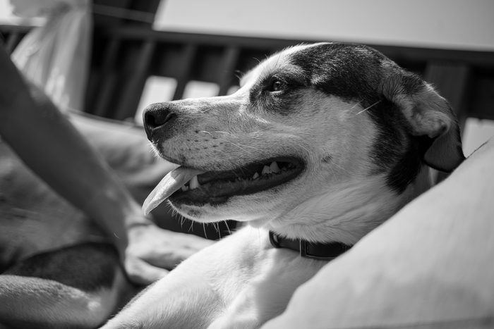 Chomps & Iggy — pet photography by Adrian Luis Perez, Chicago