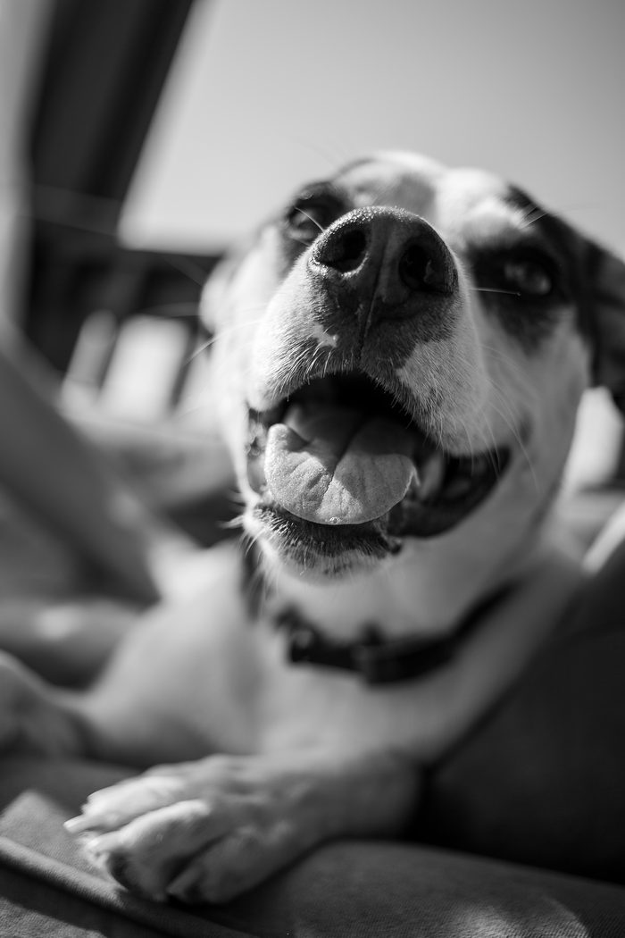 Chomps & Iggy — pet photography by Adrian Luis Perez, Chicago