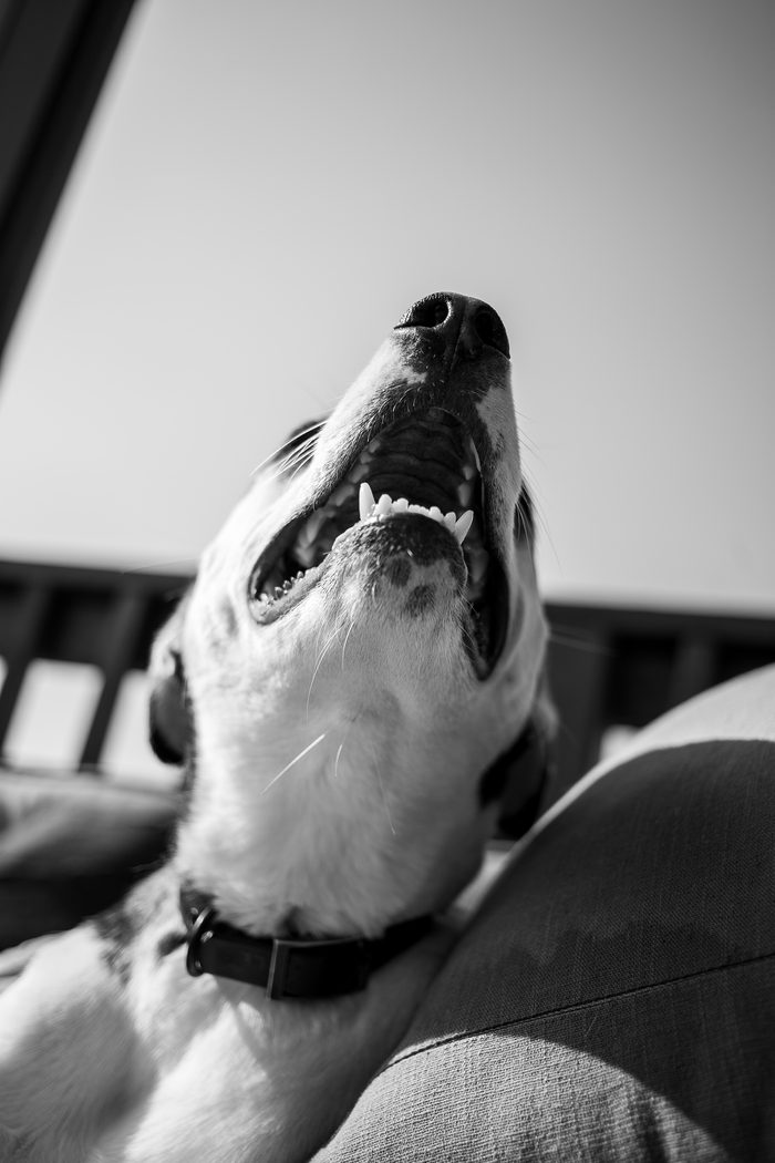 Chomps & Iggy — pet photography by Adrian Luis Perez, Chicago