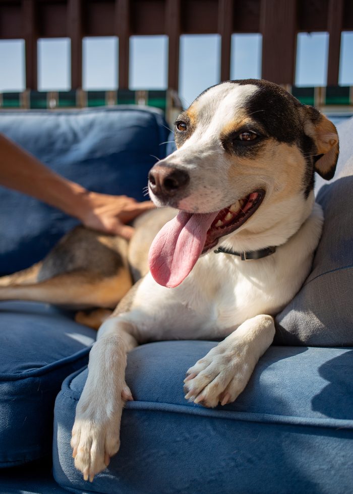 Chomps & Iggy — pet photography by Adrian Luis Perez, Chicago