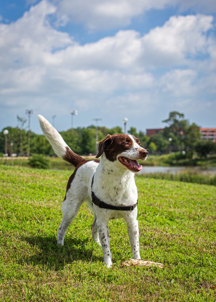 Morphea — pet photography by Adrian Luis Perez, Chicago