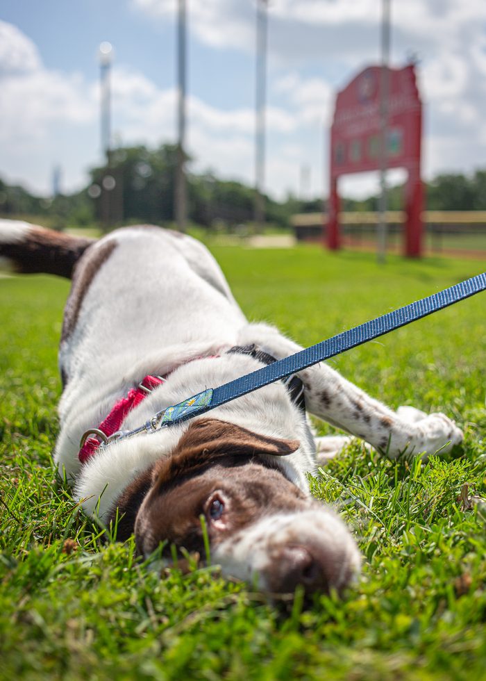 Morphea — pet photography by Adrian Luis Perez, Chicago