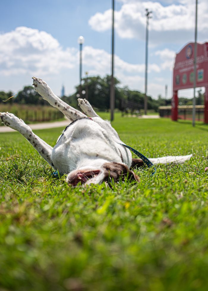 Morphea — pet photography by Adrian Luis Perez, Chicago