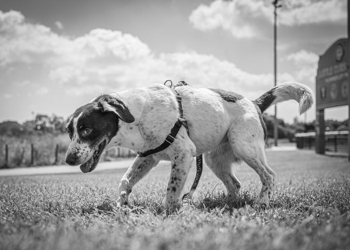 Morphea — pet photography by Adrian Luis Perez, Chicago