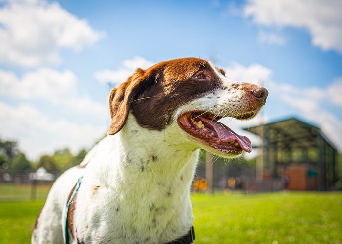 Morphea — pet photography by Adrian Luis Perez, Chicago