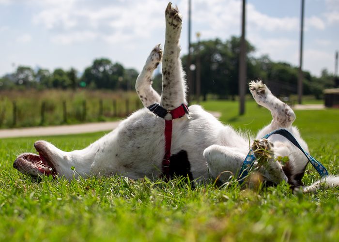 Morphea — pet photography by Adrian Luis Perez, Chicago