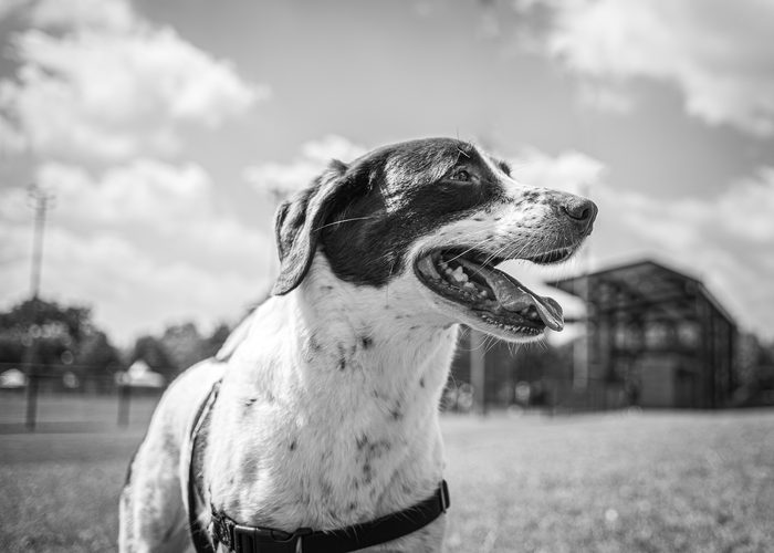 Morphea — pet photography by Adrian Luis Perez, Chicago