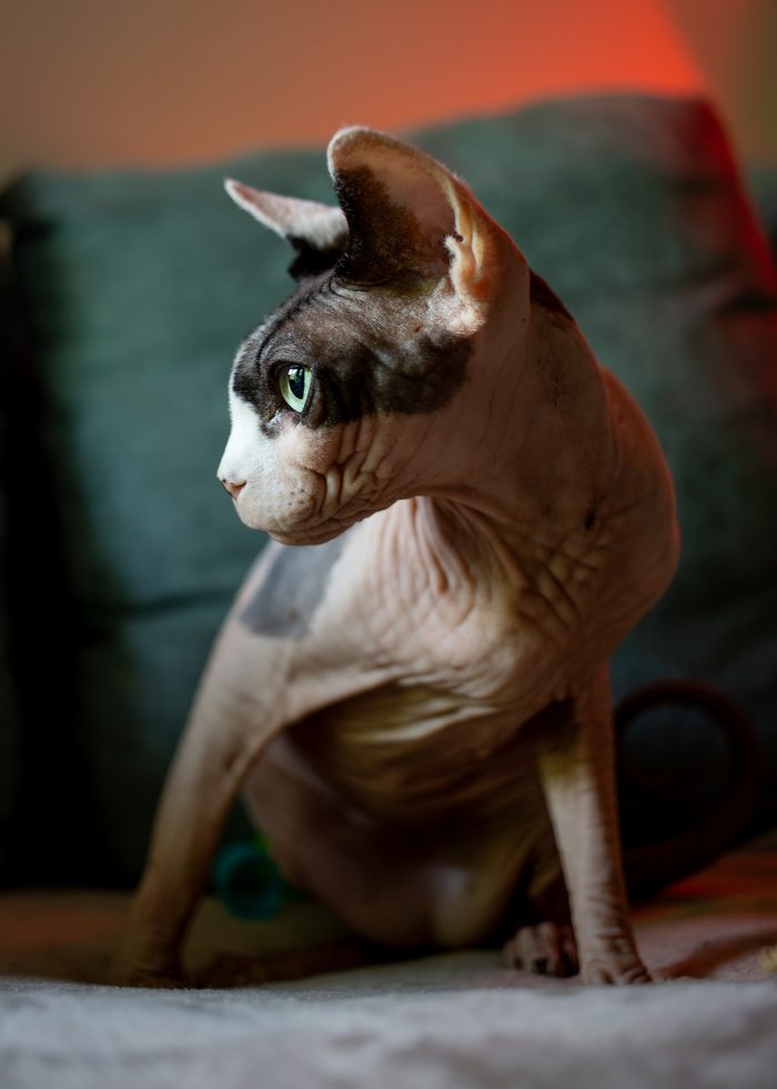 Fenichka & Beerus — pet photography by Adrian Luis Perez, Chicago