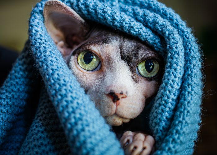 Fenichka & Beerus — pet photography by Adrian Luis Perez, Chicago