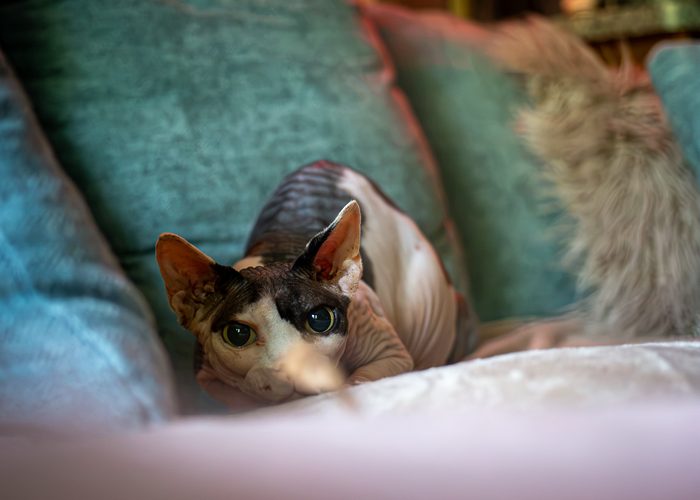 Fenichka & Beerus — pet photography by Adrian Luis Perez, Chicago