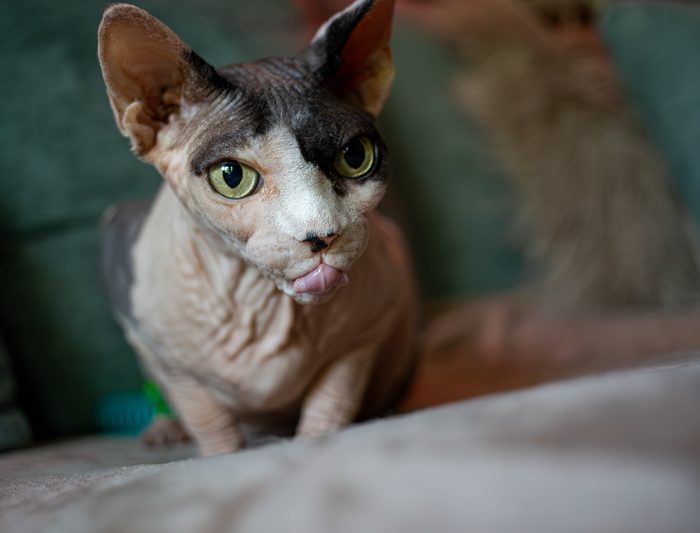 Fenichka & Beerus — pet photography by Adrian Luis Perez, Chicago