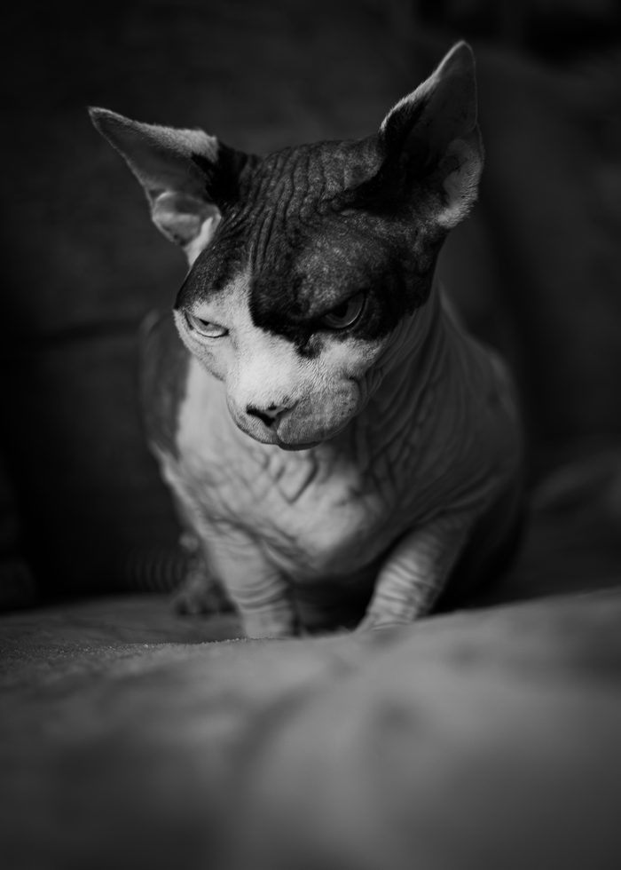 Fenichka & Beerus — pet photography by Adrian Luis Perez, Chicago