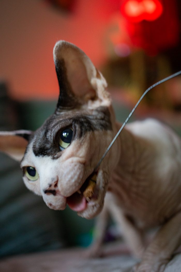 Fenichka & Beerus — pet photography by Adrian Luis Perez, Chicago