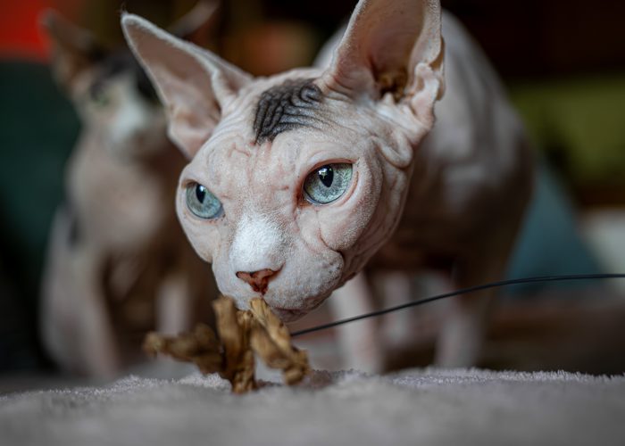 Fenichka & Beerus — pet photography by Adrian Luis Perez, Chicago
