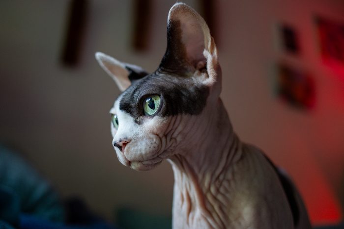 Fenichka & Beerus — pet photography by Adrian Luis Perez, Chicago