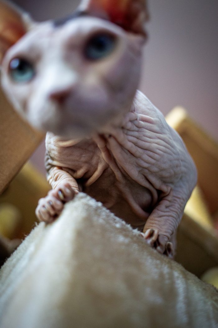 Fenichka & Beerus — pet photography by Adrian Luis Perez, Chicago