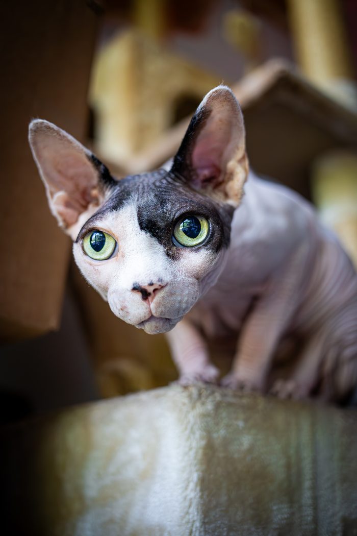 Fenichka & Beerus — pet photography by Adrian Luis Perez, Chicago