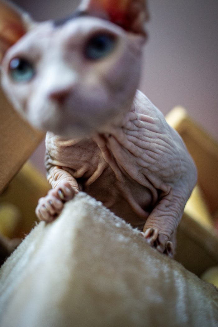 Fenichka & Beerus — pet photography by Adrian Luis Perez, Chicago