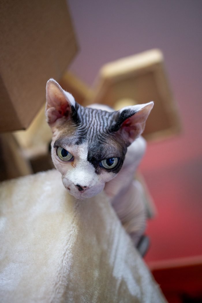 Fenichka & Beerus — pet photography by Adrian Luis Perez, Chicago