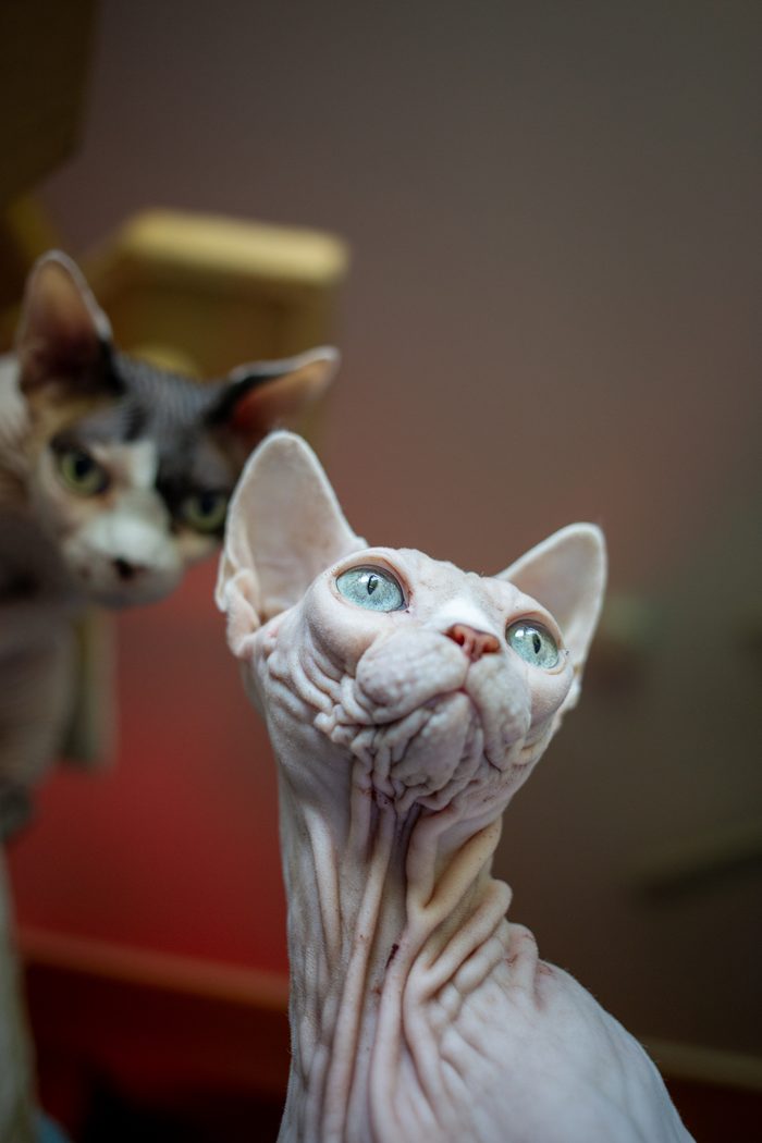 Fenichka & Beerus — pet photography by Adrian Luis Perez, Chicago
