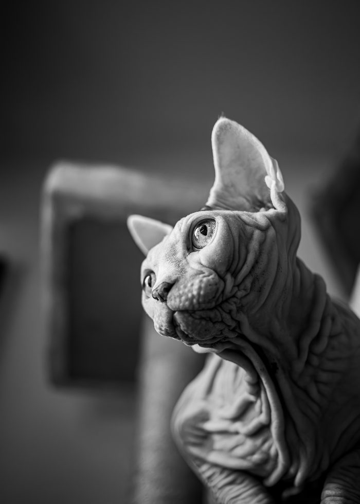 Fenichka & Beerus — pet photography by Adrian Luis Perez, Chicago