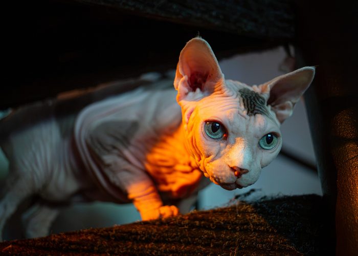 Fenichka & Beerus — pet photography by Adrian Luis Perez, Chicago