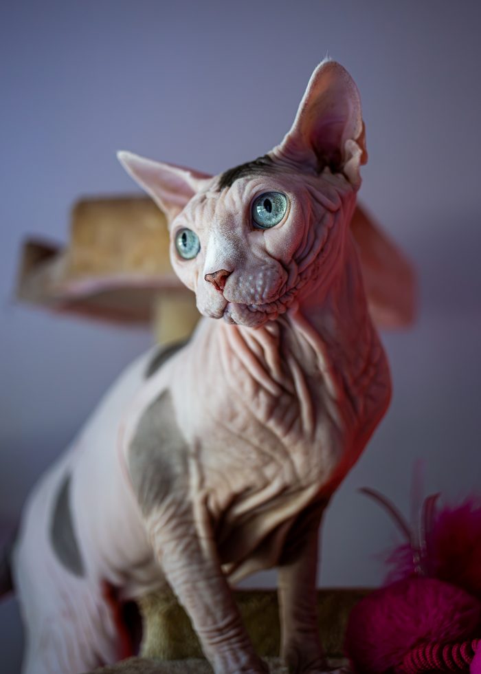 Fenichka & Beerus — pet photography by Adrian Luis Perez, Chicago