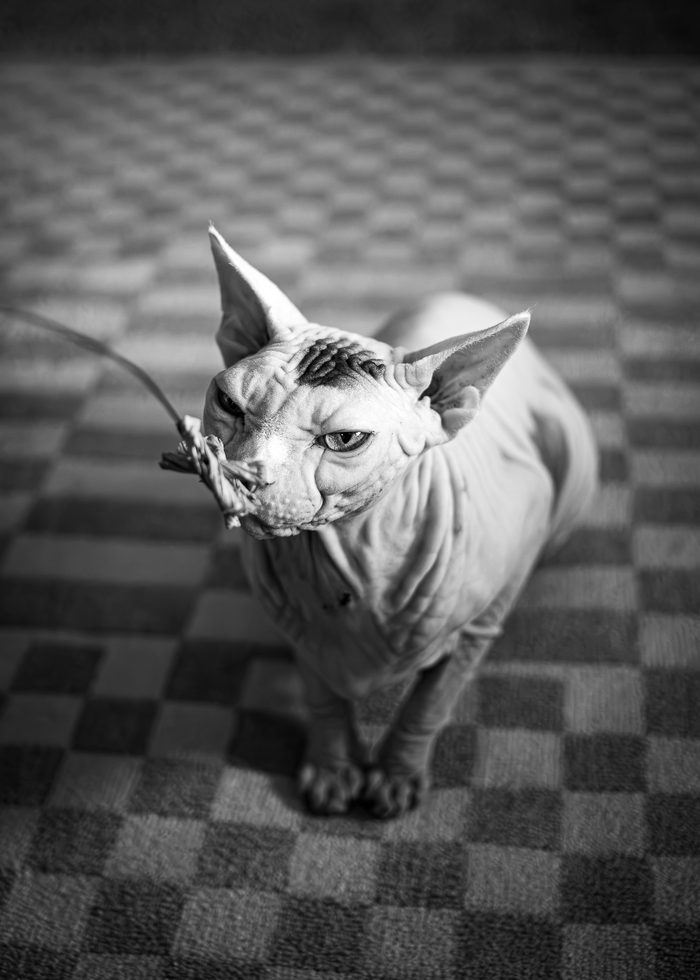 Fenichka & Beerus — pet photography by Adrian Luis Perez, Chicago
