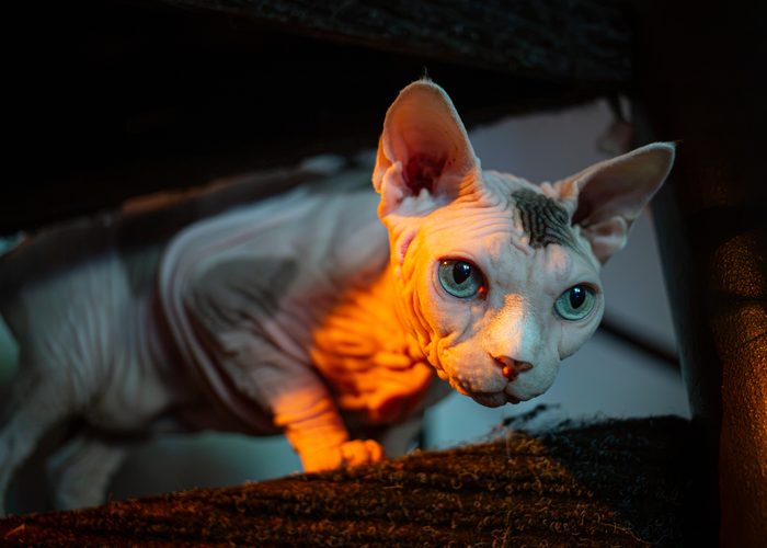 Fenichka & Beerus — pet photography by Adrian Luis Perez, Chicago
