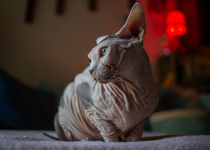 Fenichka & Beerus — pet photography by Adrian Luis Perez, Chicago