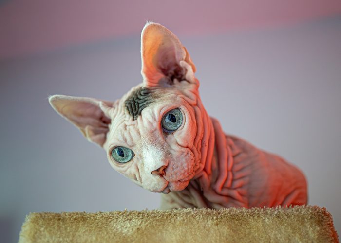 Fenichka & Beerus — pet photography by Adrian Luis Perez, Chicago