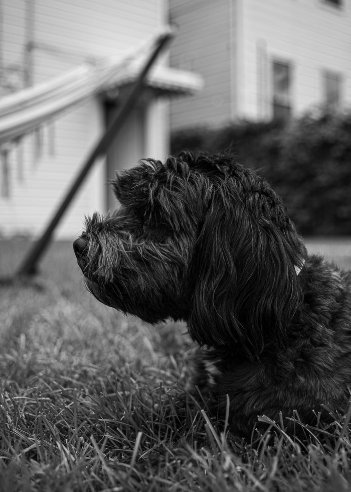 Sumi — pet photography by Adrian Luis Perez, Chicago