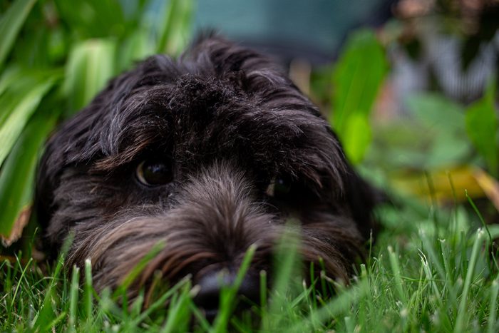 Sumi — pet photography by Adrian Luis Perez, Chicago