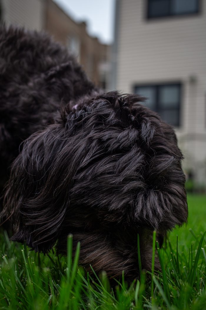Sumi — pet photography by Adrian Luis Perez, Chicago