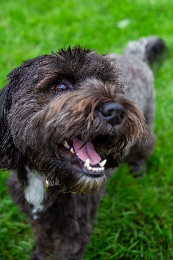 Sumi — pet photography by Adrian Luis Perez, Chicago