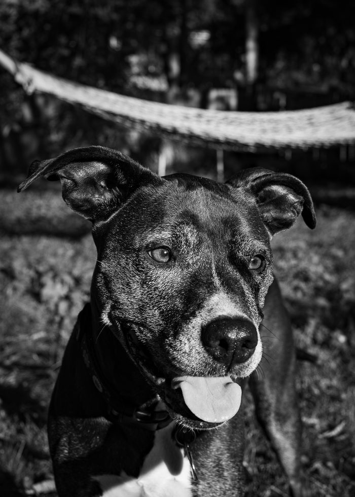 Norah — pet photography by Adrian Luis Perez, Chicago