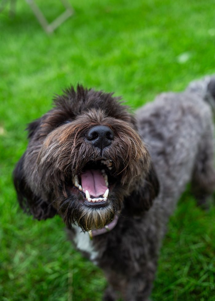 Sumi — pet photography by Adrian Luis Perez, Chicago