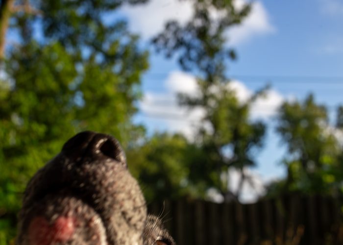 Norah — pet photography by Adrian Luis Perez, Chicago