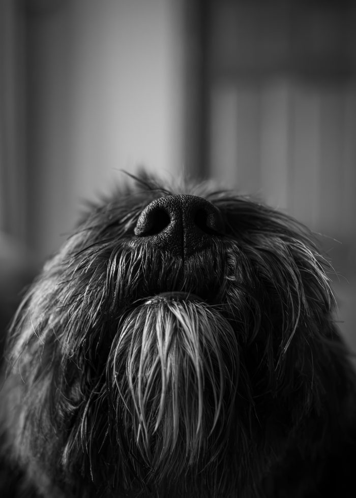 Sumi — pet photography by Adrian Luis Perez, Chicago