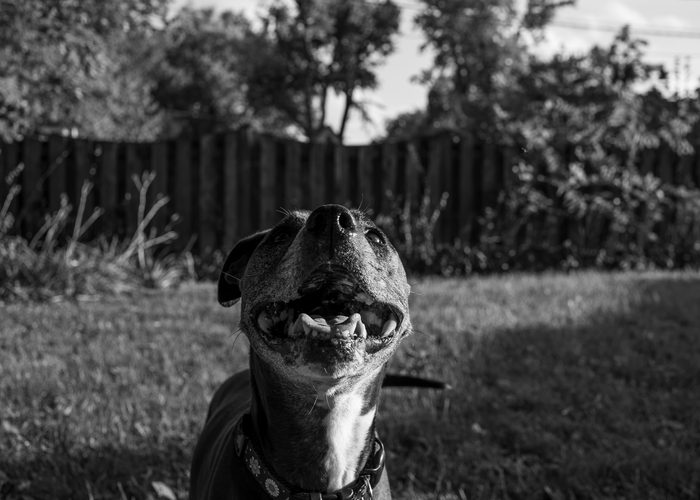 Norah — pet photography by Adrian Luis Perez, Chicago