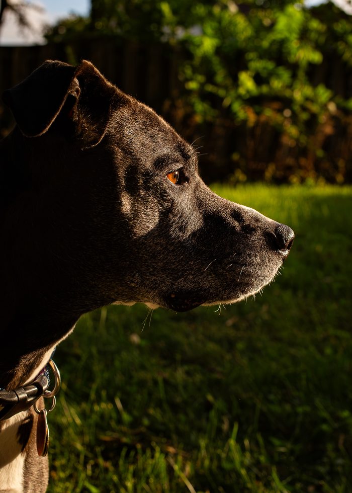 Norah — pet photography by Adrian Luis Perez, Chicago