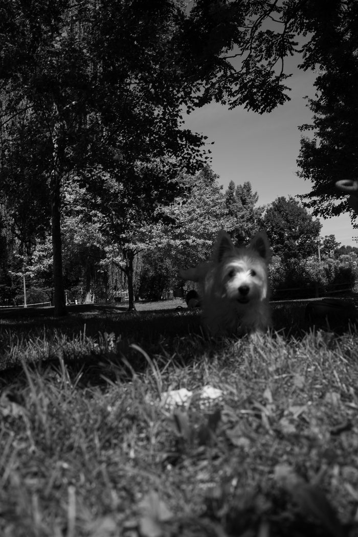 Ceviche — pet photography by Adrian Luis Perez, Chicago